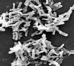 A magas halálozással járó betegség okozója, a C. difficile