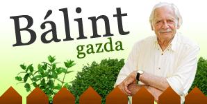 Bálint Gazda honlapján hasznos információkat olvashatunk