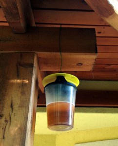 A darazsak megfogása az eresz alatt - csábító ajánlat