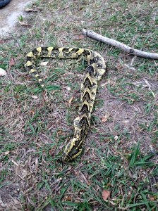 Puff adder (Bitis arie