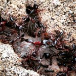 Katona-hangyák Zambiában: középen valami százados féle (hosszú lábaikkal kapaszkodnak, gyorsak és csípnek - meg támadnak, ha közéjük lépsz) - saját fotó